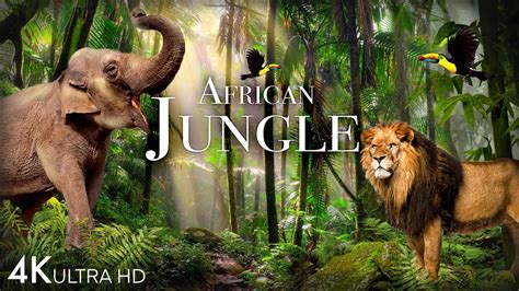 africa jungle porn